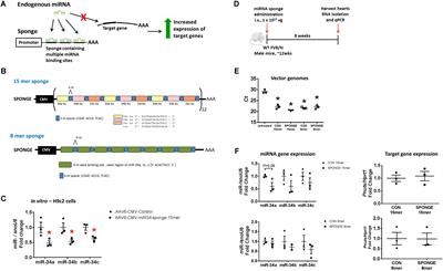 Generation of MicroRNA-34 Sponges and Tough Decoys for the Heart: Developments and Challenges